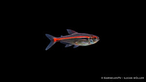 Amapa Glühlichtsalmler - Hyphessobrycon amapaensis