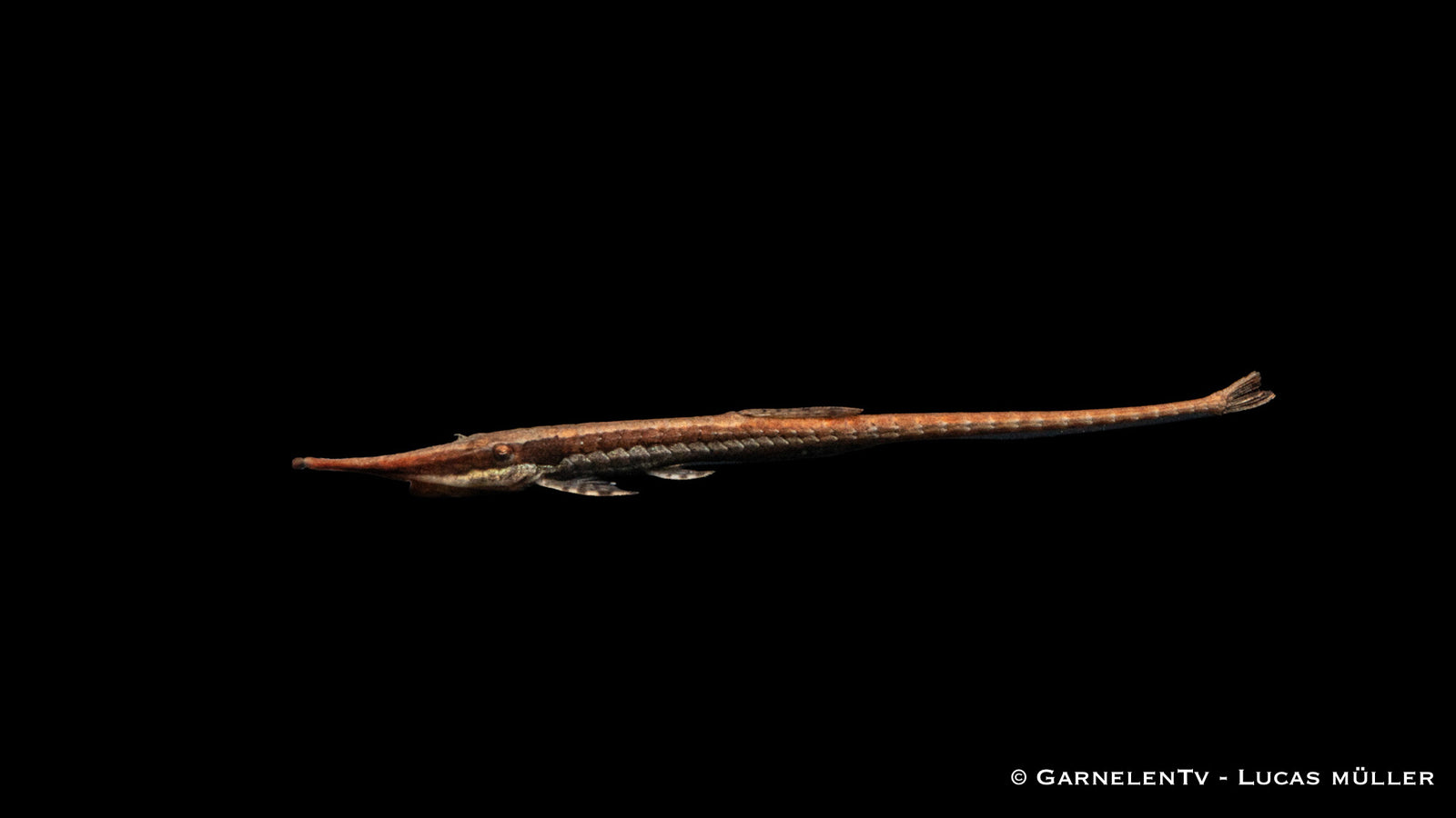 Amazonasschnabelwels - Farlowella acus