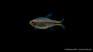 Ameisensalmler schwimmend in einem bepflanzten Aquarium