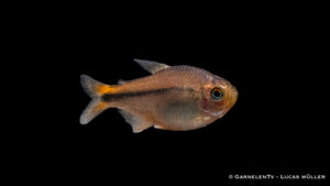 Ameisensalmler mit markanten schwarzen Punkten im Aquarium