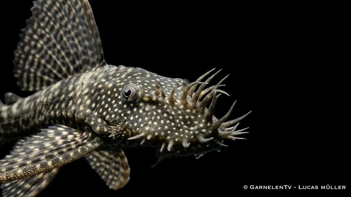 Schleier Antennenwels im Aquarium mit ausgeprägten Flossen, dunkler Zeichnung und ruhiger Haltung am Bodengrund