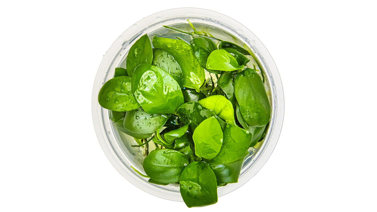 Anubias barteri nana von oben