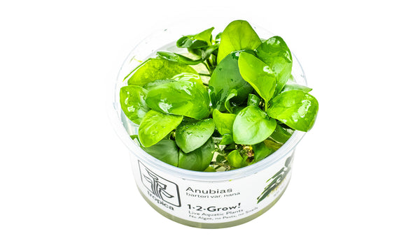 Anubias barteri var. nana Zwergspeerblatt