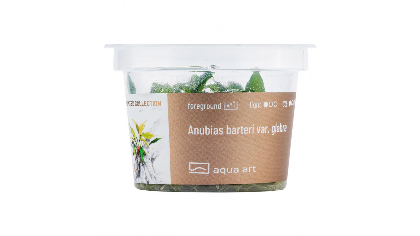 Anubias barteri var. Glabra  - InVitro