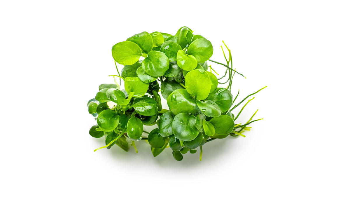 Anubias barteri var. nana 'Mini Coin'