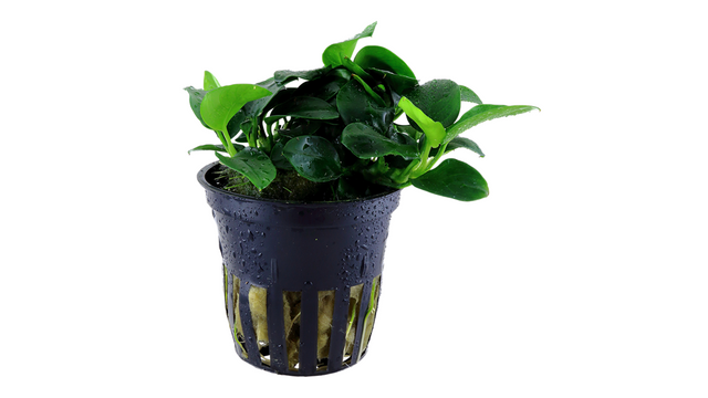 Anubias barteri 'Petite' - Tropica