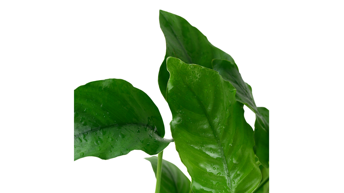 Anubias barteri var. barteri - Tropica