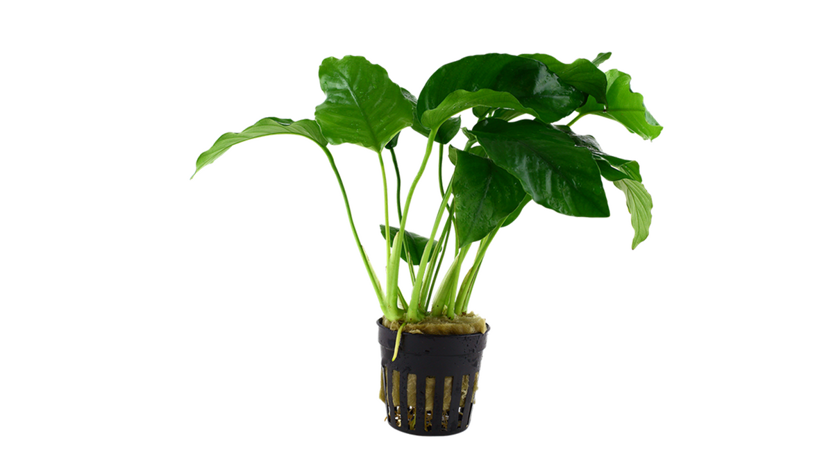 Anubias barteri var. barteri - Tropica