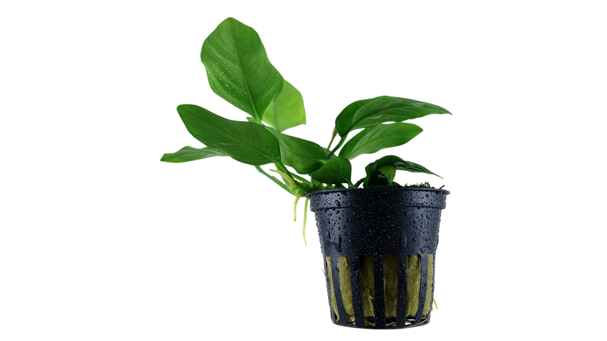 Anubias barteri var. nana - Tropica