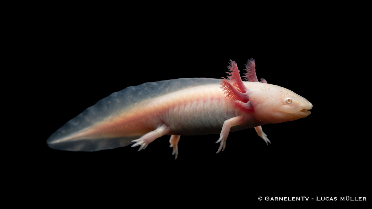 Axolotl Albino - Ambystoma mexicanum - Weiße Lurch im Aquarium halten und züchten im Aquarium