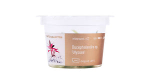 BUCEPHALANDRA SP. 'ULYSSES' - InVitro im Becher