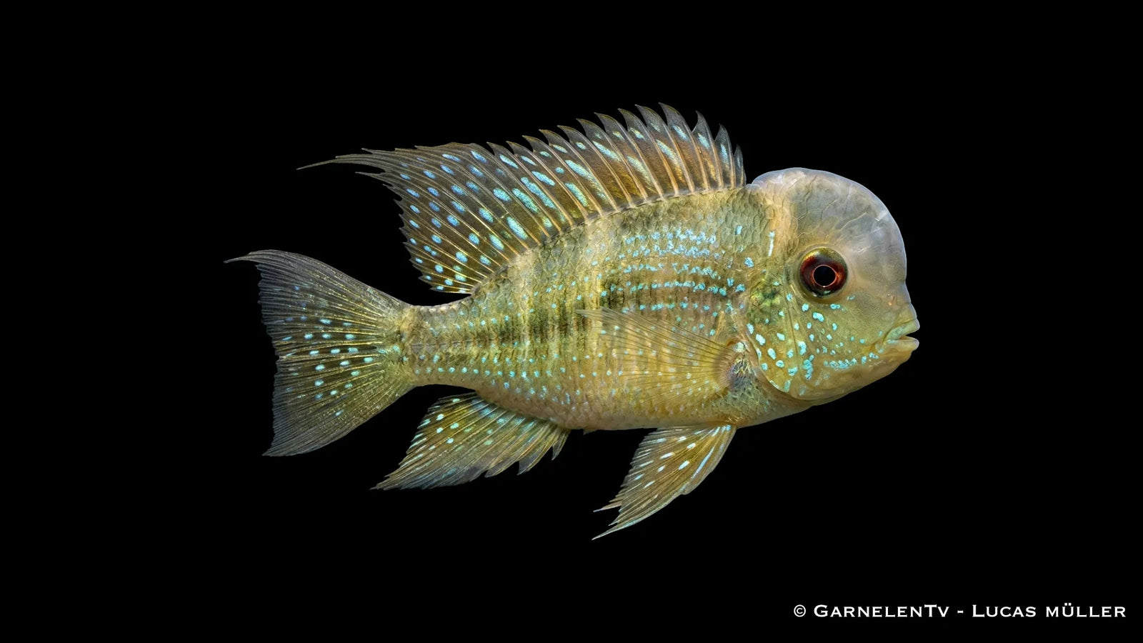 Ballonkopf Erdfresser Gymnogeophagus balzanii mit auffälliger Kopfform und natürlicher Zeichnung im Aquarium