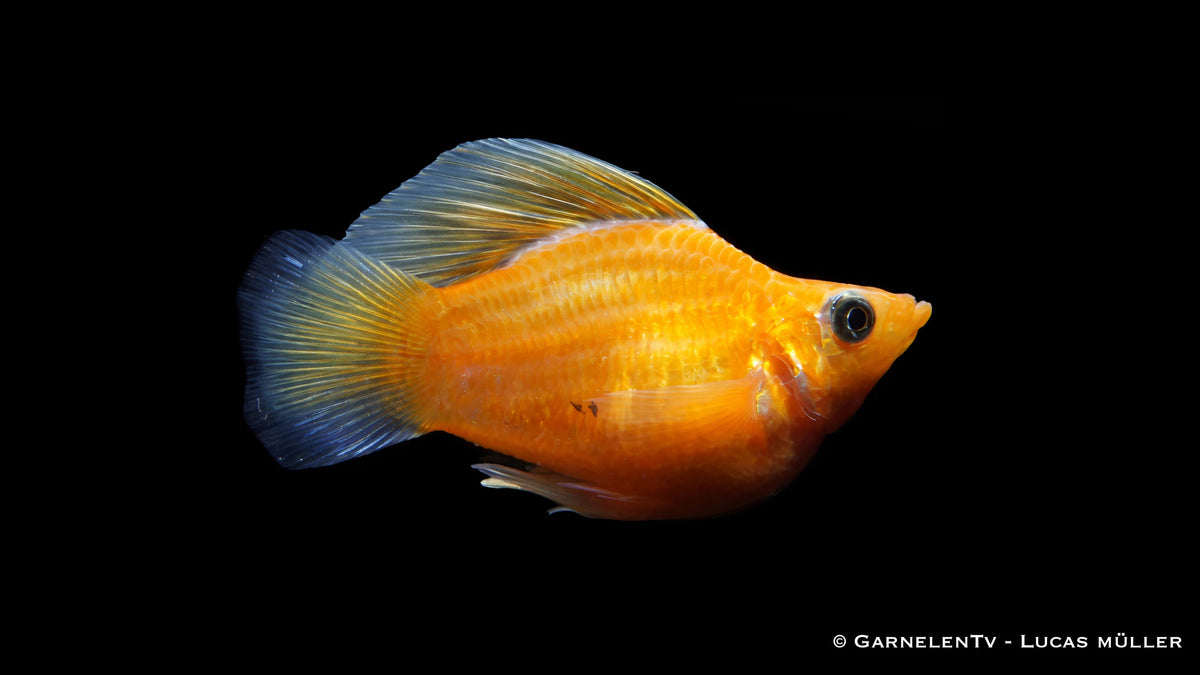 Ballonmolly "mix" - Poecilia latipinna Orange