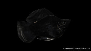 Ballonmolly "mix" - Poecilia latipinna Black / Schwarz