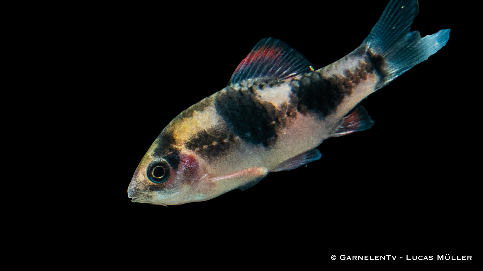 Glühkohlenbarbe schwimmend im Aquarium