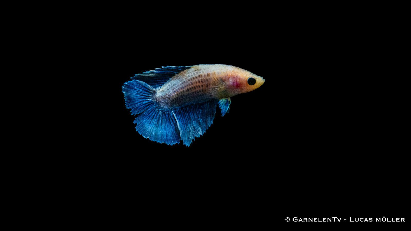Kampffisch Weiblich Gabelschwanz – lebendige Farben im Aquarium