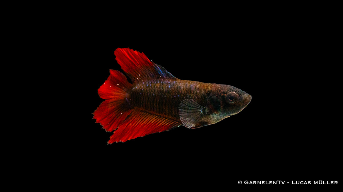 Betta splendens Gabelschwanz – ideal für Einzelhaltung und Zucht