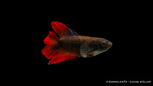 Betta splendens Gabelschwanz – ideal für Einzelhaltung und Zucht