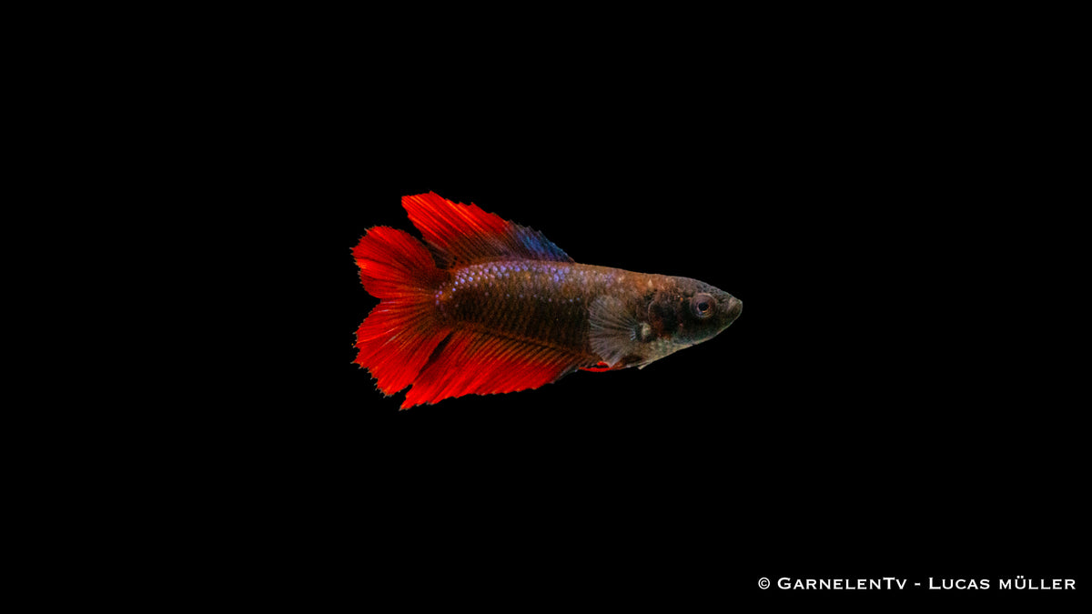 Gabelschwanz Betta splendens – schöner Fisch für dein Aquarium