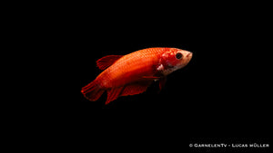 Kampffisch weiblich Plakat - Betta splendens