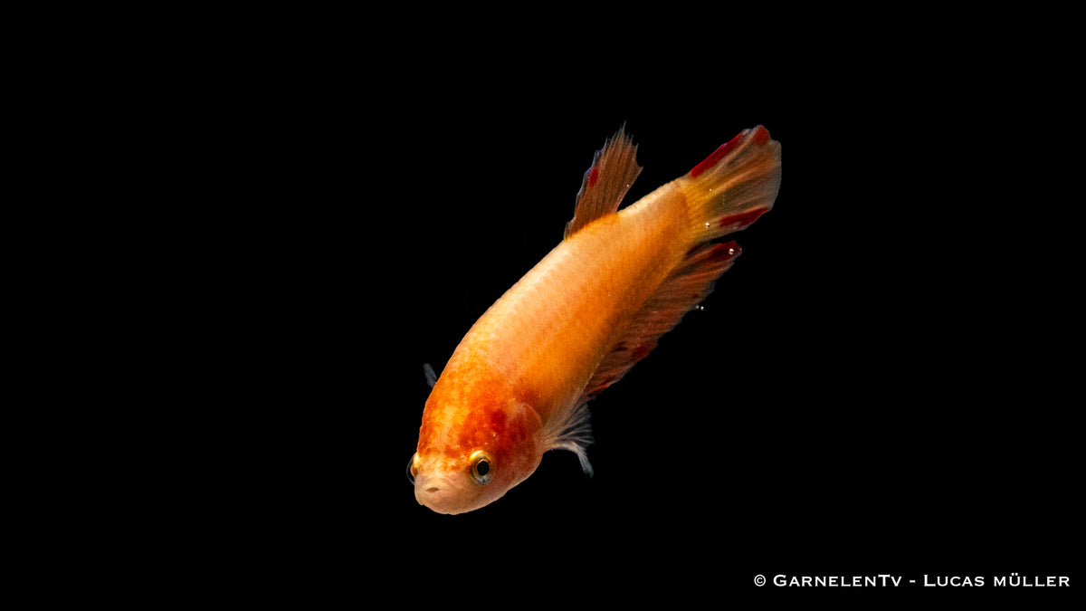 Kampffisch weiblich Plakat - Betta splendens