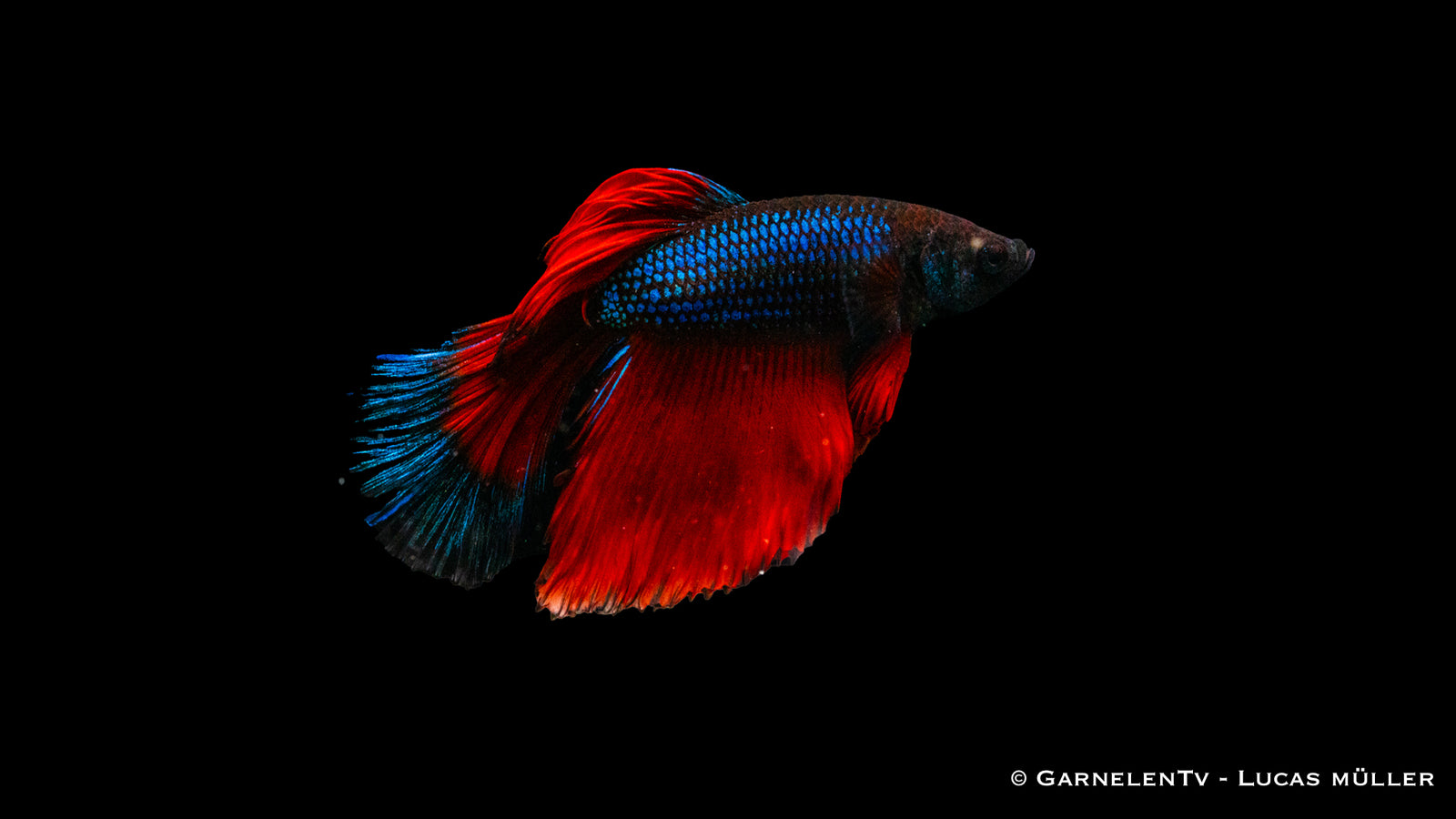 Kampffisch Männlich Super-Delta – Betta splendens