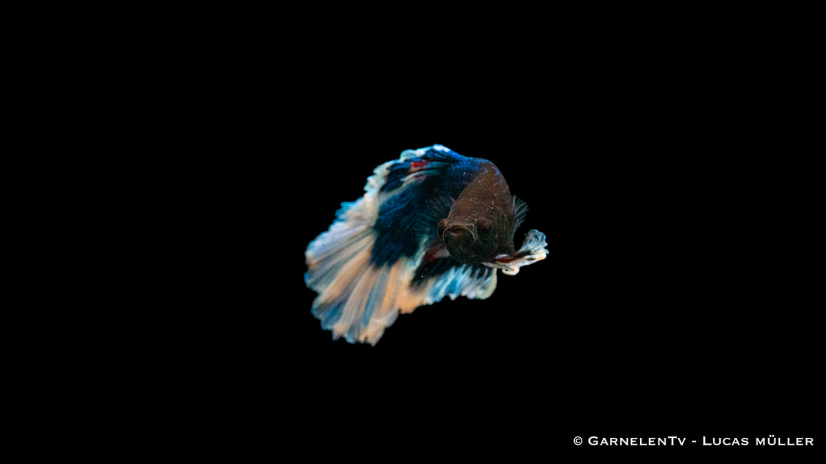 Super-Delta Kampffisch – ideale Haltung im Aquarium