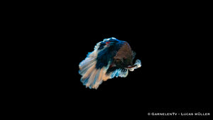 Super-Delta Kampffisch – ideale Haltung im Aquarium
