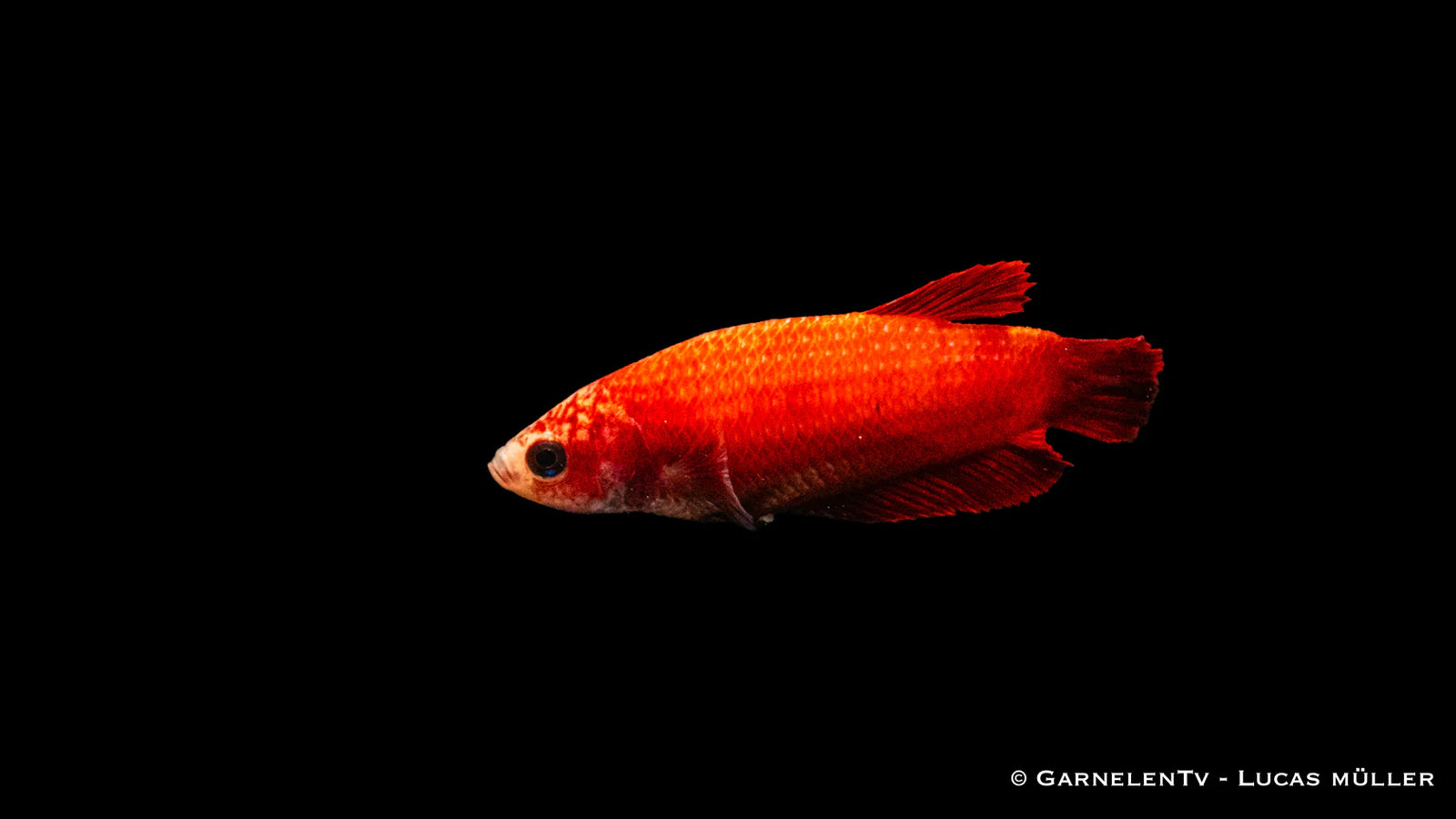 Kampffisch weiblich Plakat - Betta splendens
