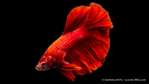 Betta splendens Halfmoon Kampffisch male showcasing striking colors