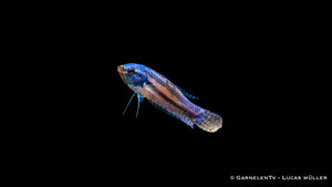 Kampffisch Hybrid Alien Männlich – Seltene Betta sp. Variante