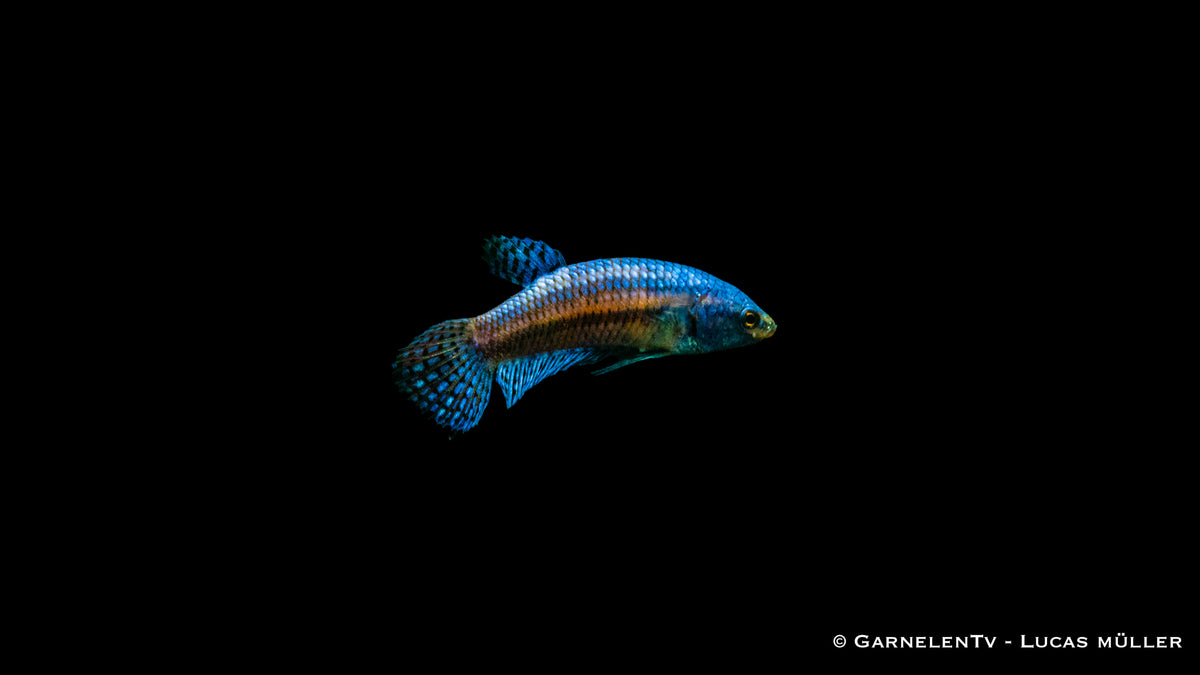 Hybrid Alien Betta Männlich mit leuchtenden Farben im Aquarium
