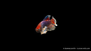 Kampffisch Männlich "Dumbo Ear" Plakat – Betta splendens mit großen Flossen