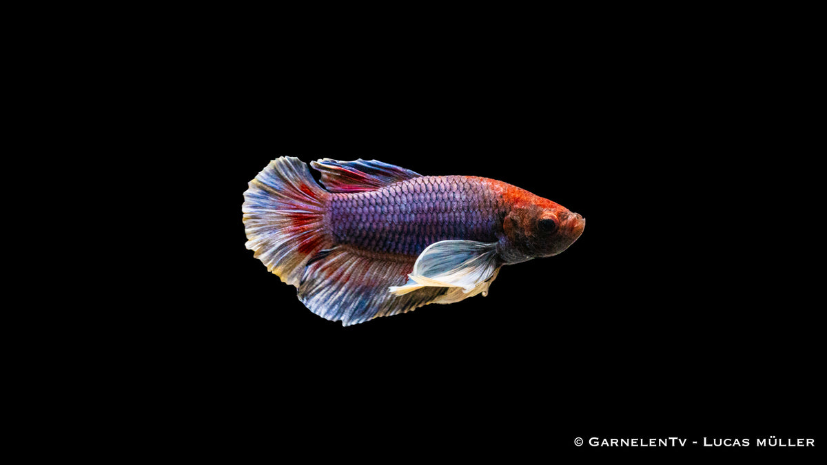 Betta splendens "Dumbo Ear" Plakat – Lebendige Farben und markante Ohren