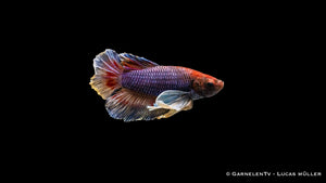 Männlicher Dumbo Ear Plakat Betta splendens im Aquarium