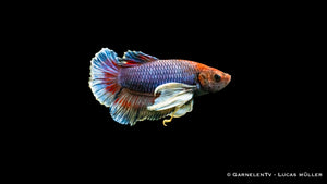 Betta splendens "Dumbo Ear" – Faszination in jedem Detail