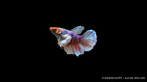 Betta splendens Weibchen Dumbo Ear vor schwarzem Hintergrund