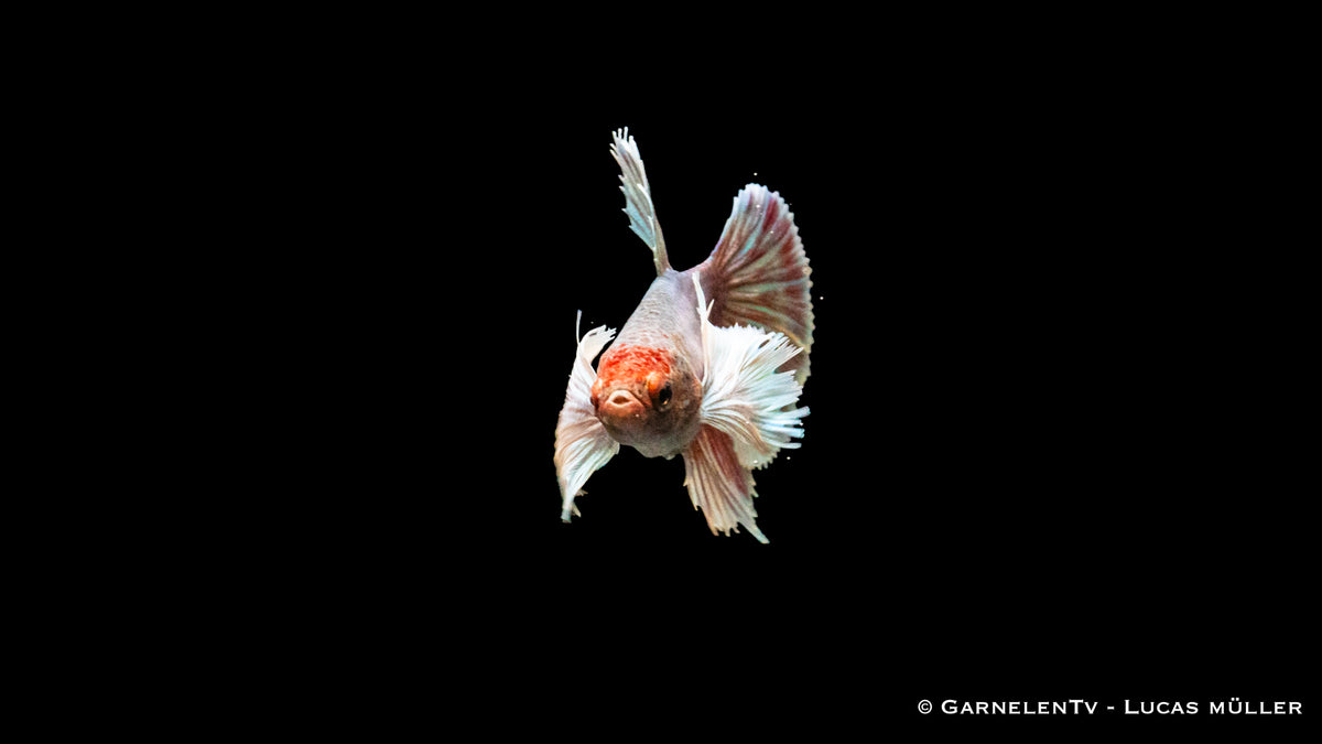 Dumbo Ear Betta Weibchen, Färbung variiert je Tier