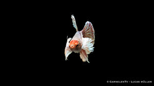 Dumbo Ear Betta Weibchen, Färbung variiert je Tier