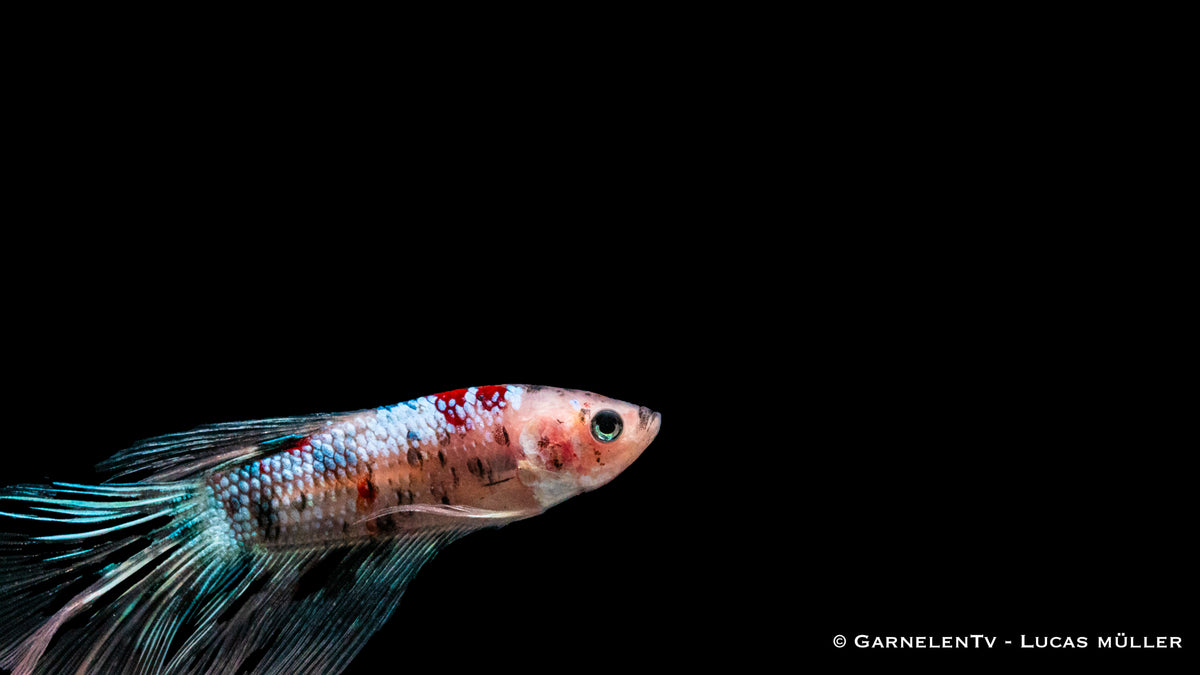 Kampffisch Halbmond Koi – Betta splendens mit lebendigem Koi-Muster
