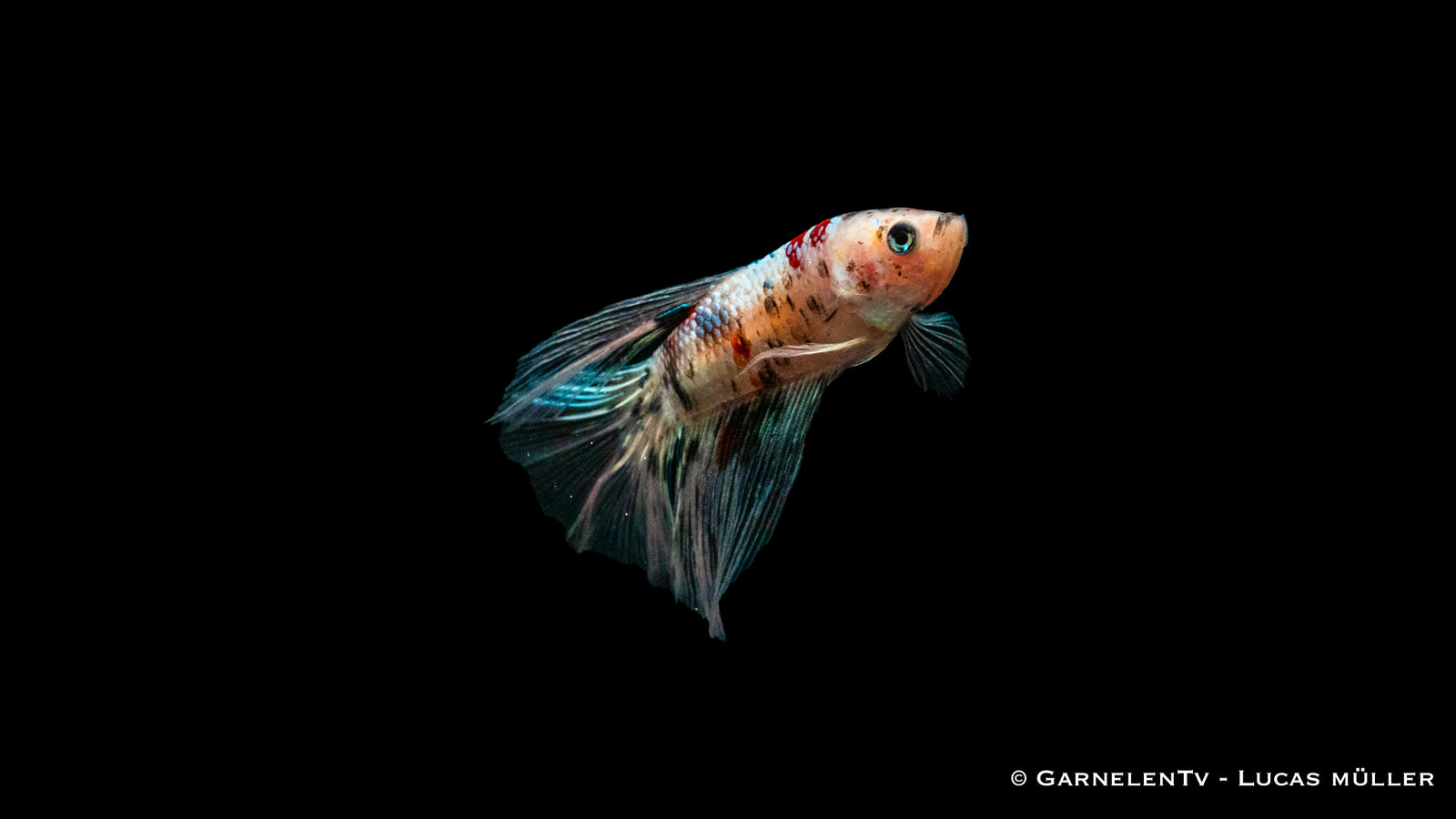 Kampffisch Männlich Halbmond Koi – Betta splendens im Aquarium

