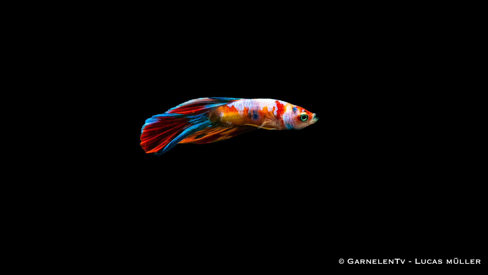 Kampffisch Männlich Halbmond Koi – Betta splendens im Aquarium
