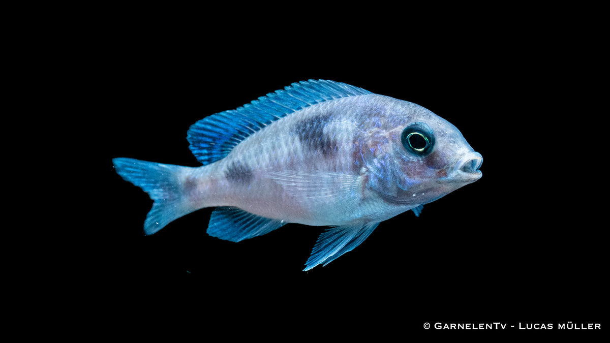 Beulenkopfmaulbrüter Cyrtocara moorii im Aquarium