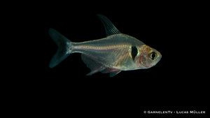 Black Phantomsalmler Fish