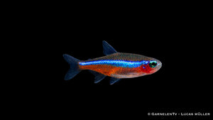 Blauer Neon
