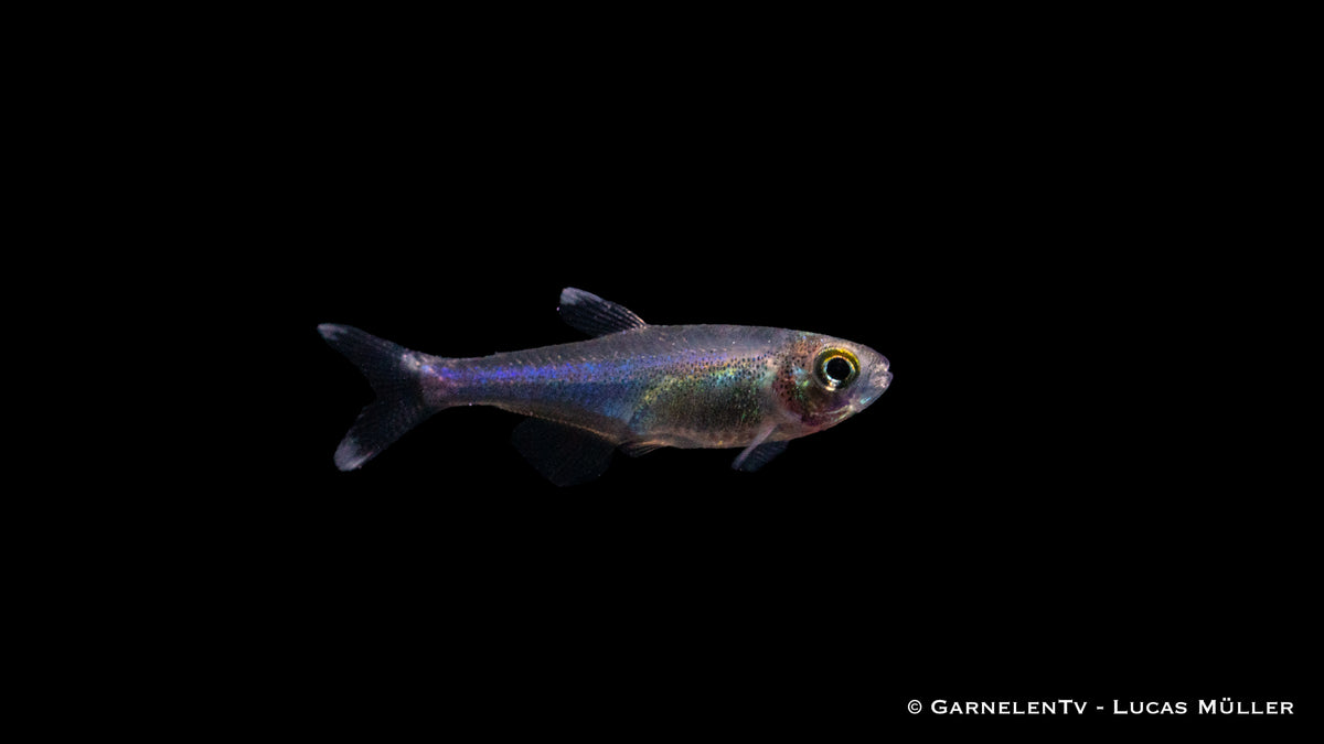 Blauer Perusalmler (Knodus borki) in einem Aquarienbecken