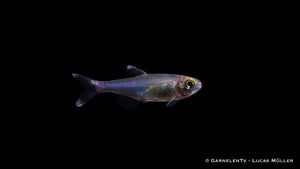 Blauer Perusalmler (Knodus borki) in einem Aquarienbecken