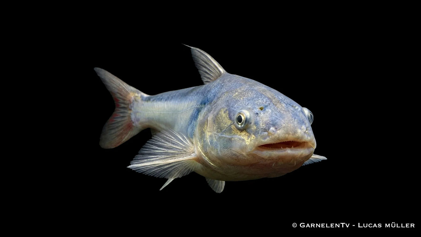 Blauer Walwels Cetopsis coecutiens mit langgestrecktem Körper und glatter Haut im Aquarium