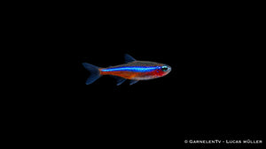 Blauer Neon - Paracheirodon simulans