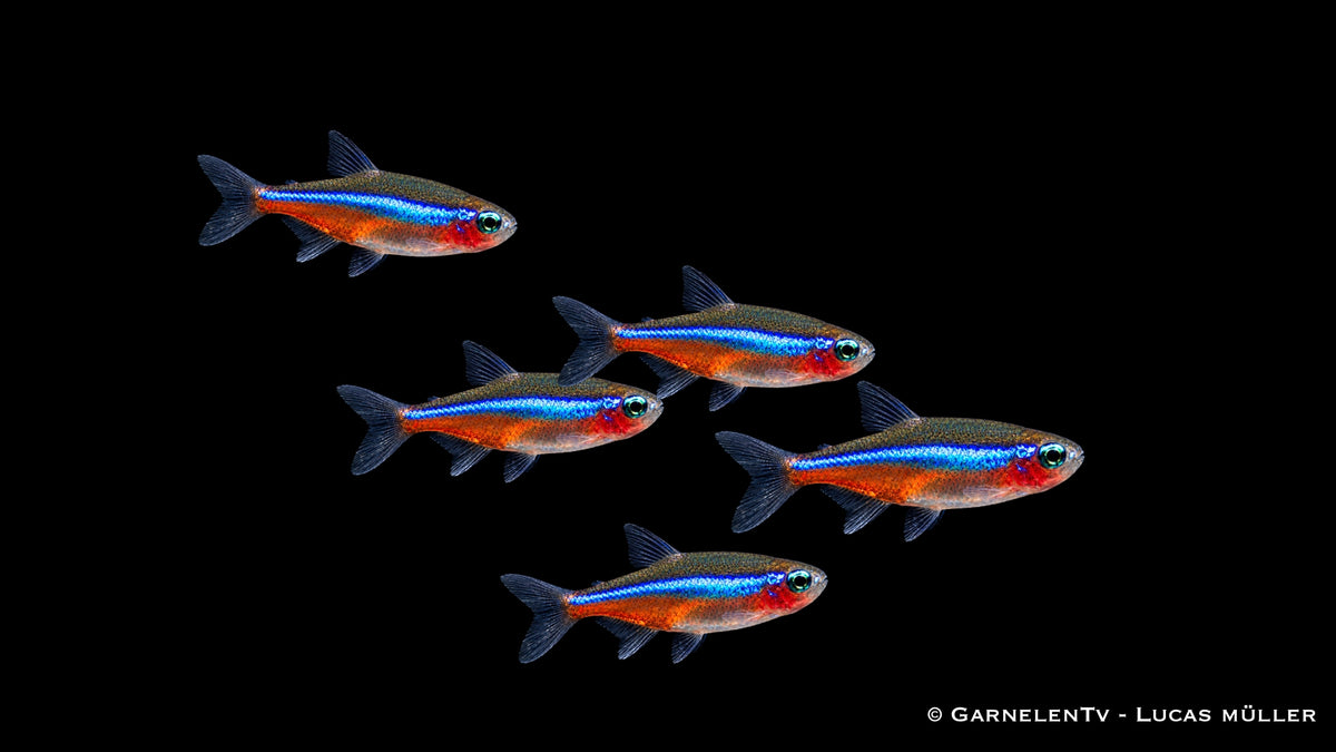 Blauer Neon - Paracheirodon simulans
